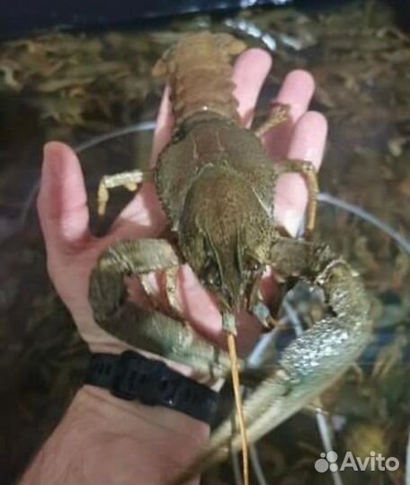 Живые и вареные раки