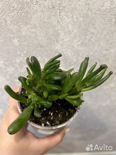 Крассула хоббит