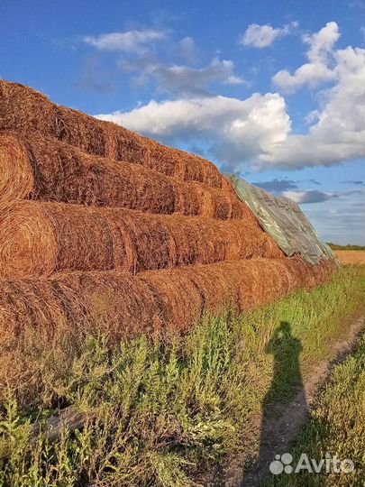 Солома вико-овсяная не обмолоченая (зелёнка)