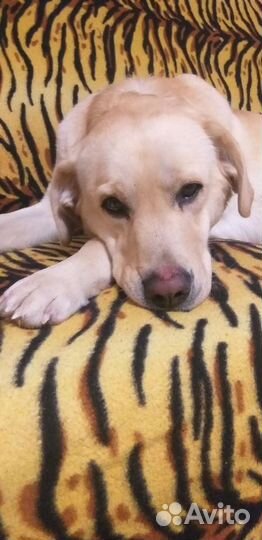 Лабрадор (вязка)