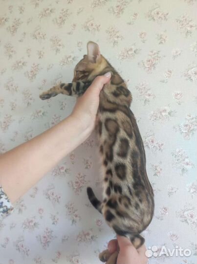 Бенгальские котята