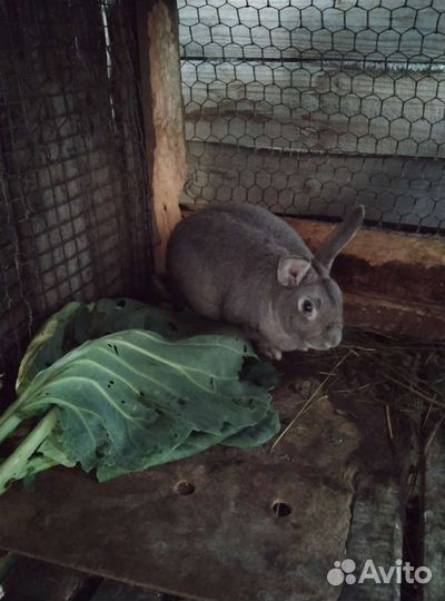 Продам 2 самца