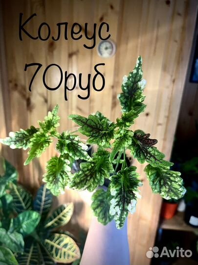 Колеус, аглаонема, пеперомия, ирезине и другие