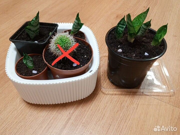 Сансевиерия