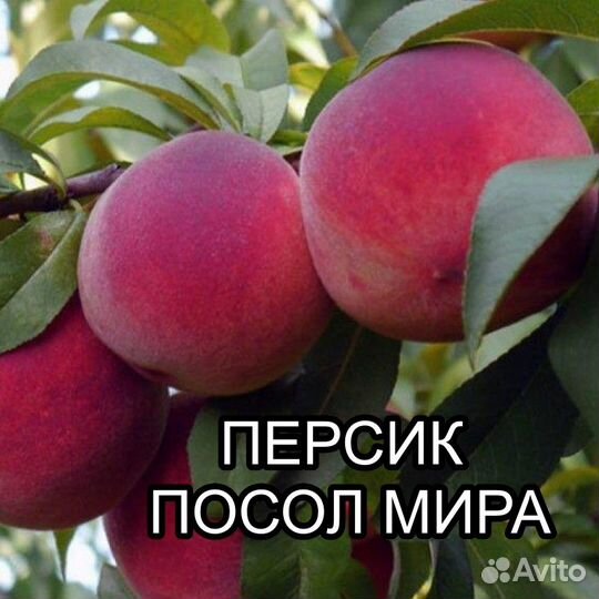 Саженцы персика