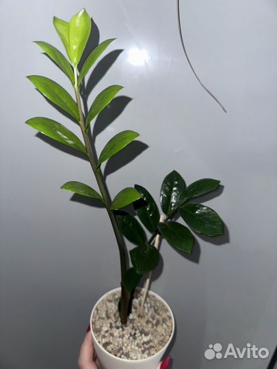 Замиокулькас