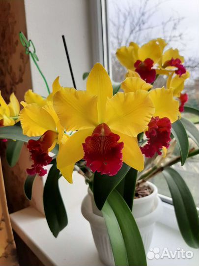 Орхидея каттлея