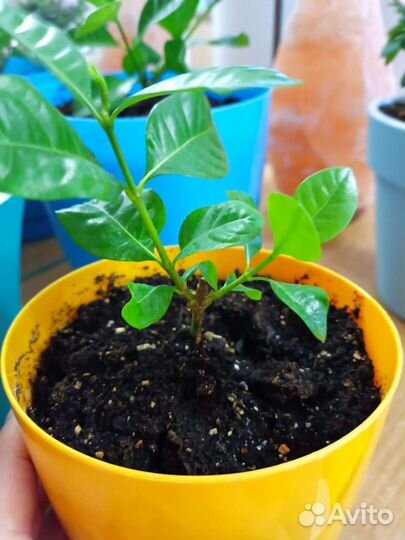 Гардения жасминовидная с горшком