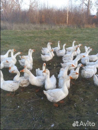 Гуси порода Линда