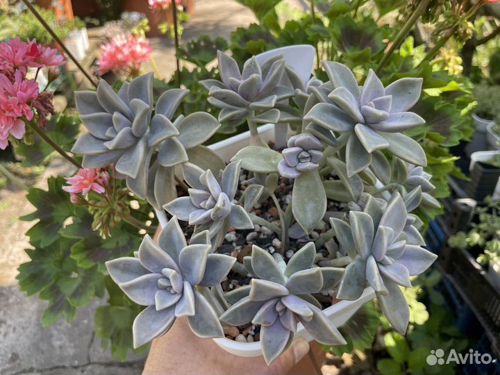 Суккуленты, разное