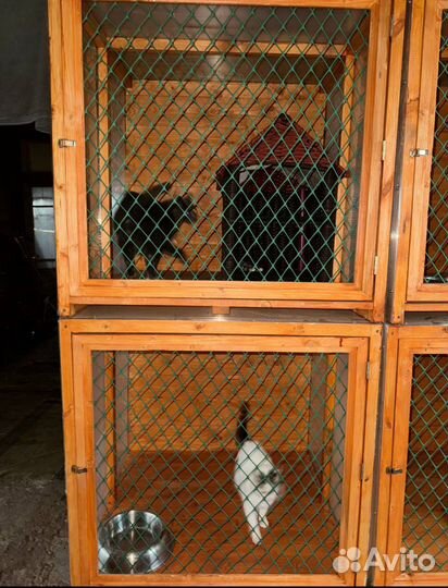 Гостиница для кошек