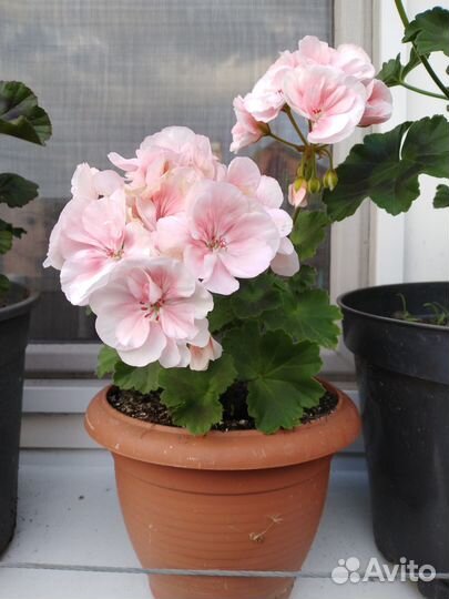 Продам герань PAC Salmon Komtess