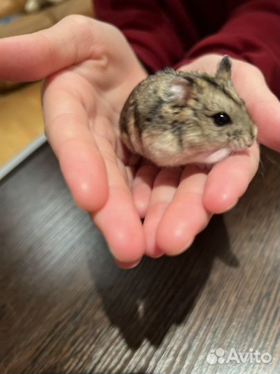 Джунгарский хомяк девочка с вольером
