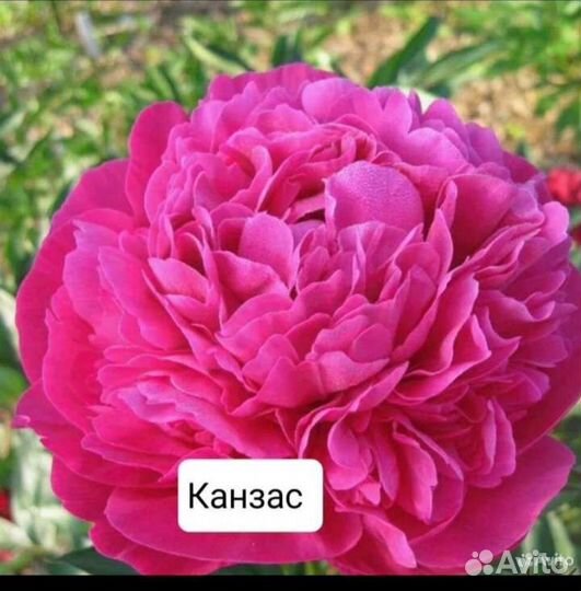 Пионы саженцы