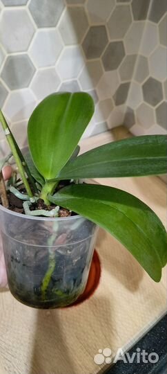 Орхидея фаленопсис