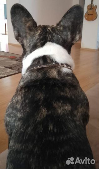 Французский бульдог