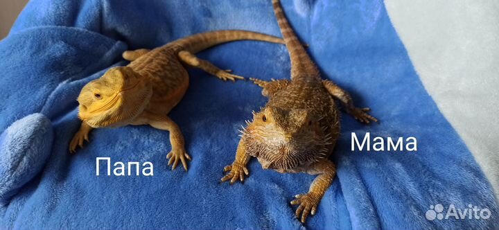 Бородатая агама