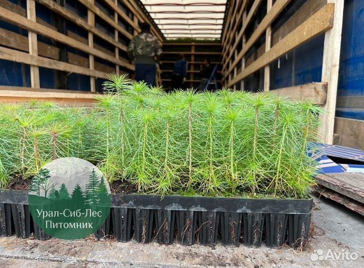 Зкс Сосна сеянцы Ели Лиственницы окс Голуб Горная