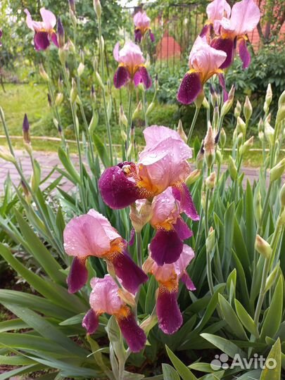 Ирисы бородатые сортовые