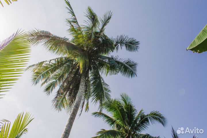 Белоснежные пляжи Кубы ждут Вас