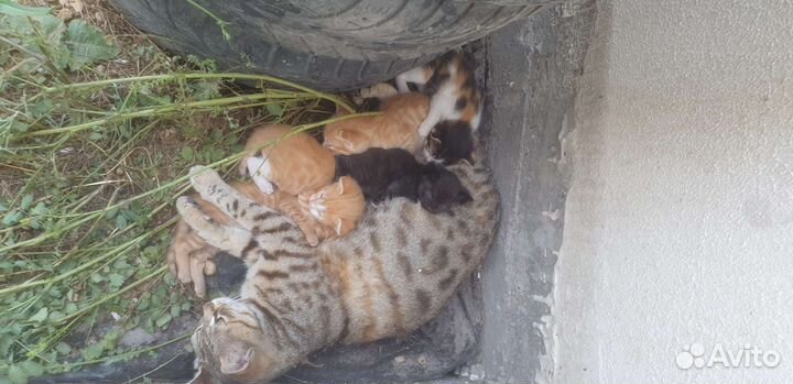 5 котят