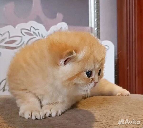 Котята золотая шиншилла