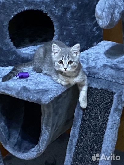 Домик для кота