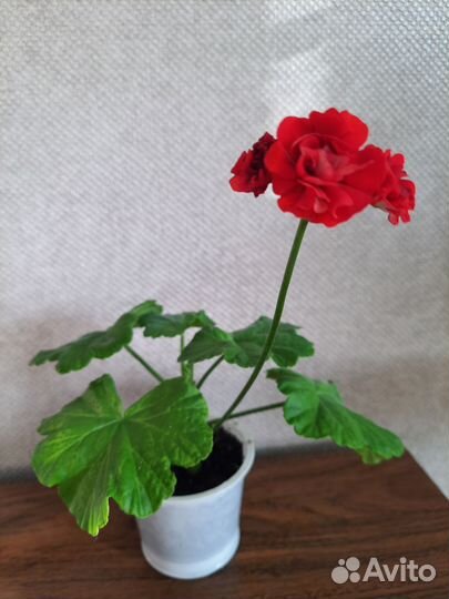 Пеларгония герань розебудная красная