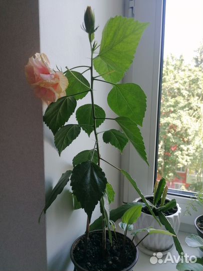 Гибискус китайская роза