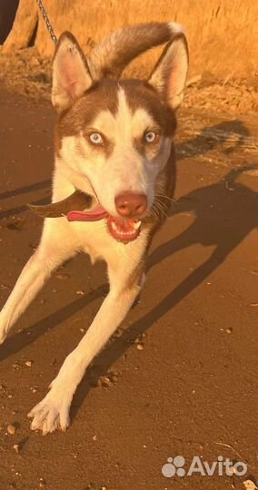 Собака в добрые руки отдам бесплатно