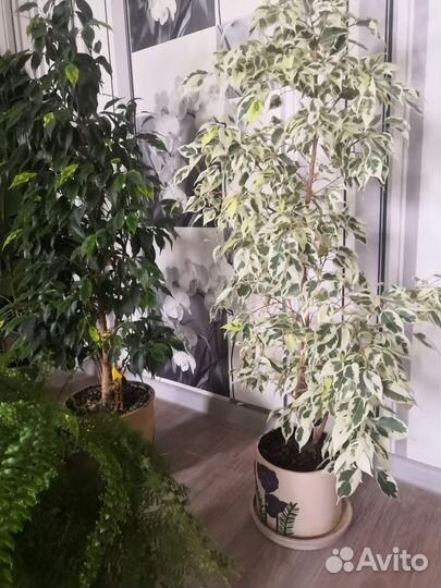 Комнатные растения цветы большие