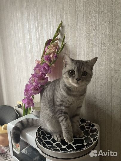 Шотландский кот вязка