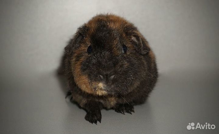 Американский тедди мальчик