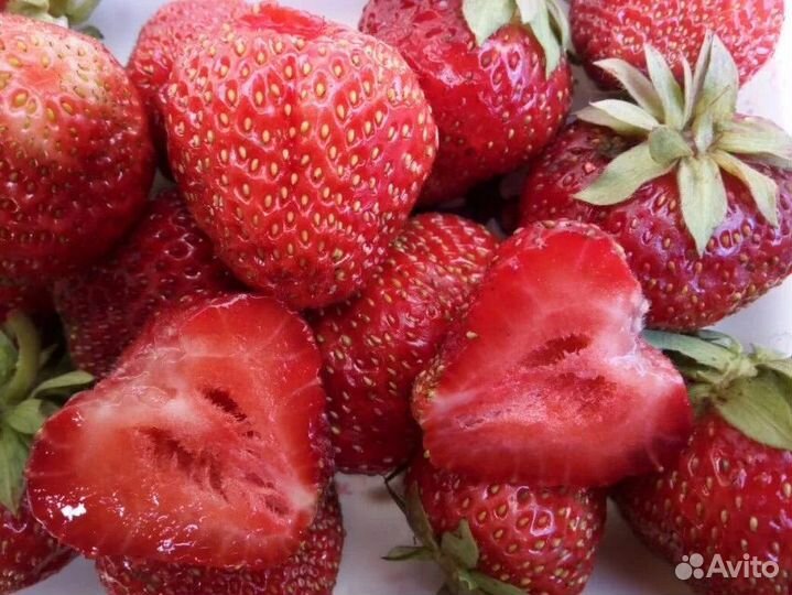 Рассада ремонтантной клубники