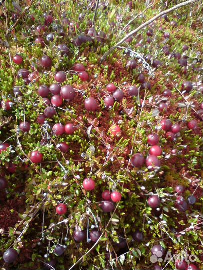 Клюква свежая