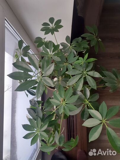 Цветы комнатные