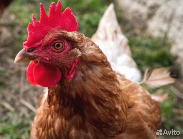 Курочки несушки с доставкой