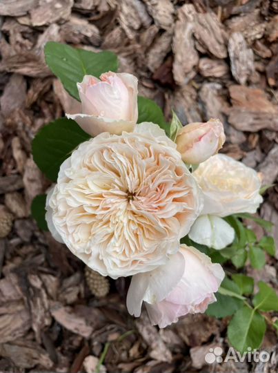 Кора лиственницы мульча в наличии