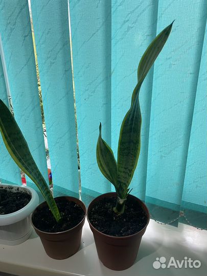 Сансевиерия или «Щучий хвост», фикус