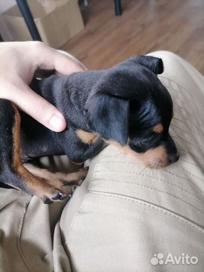 Тойтерьер девочка