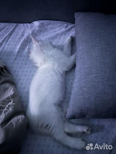 Белый Котенок мальчик