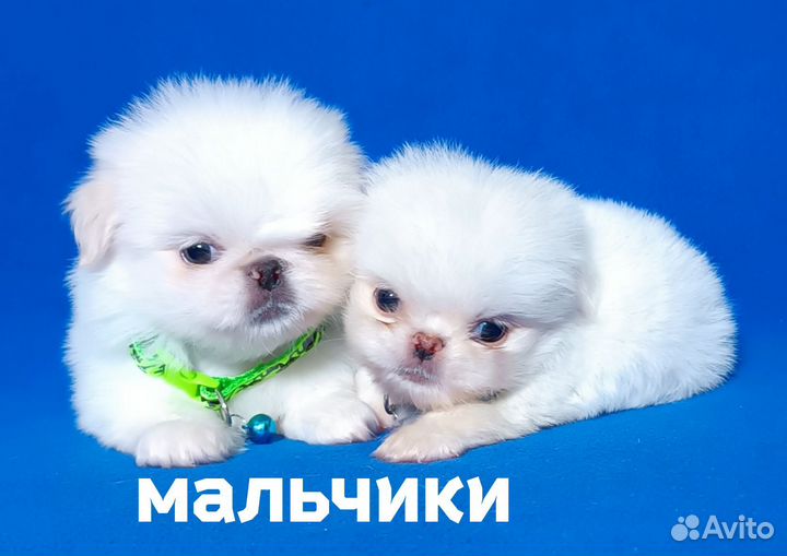 Пекинесики