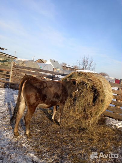 Швицкая тёлочка