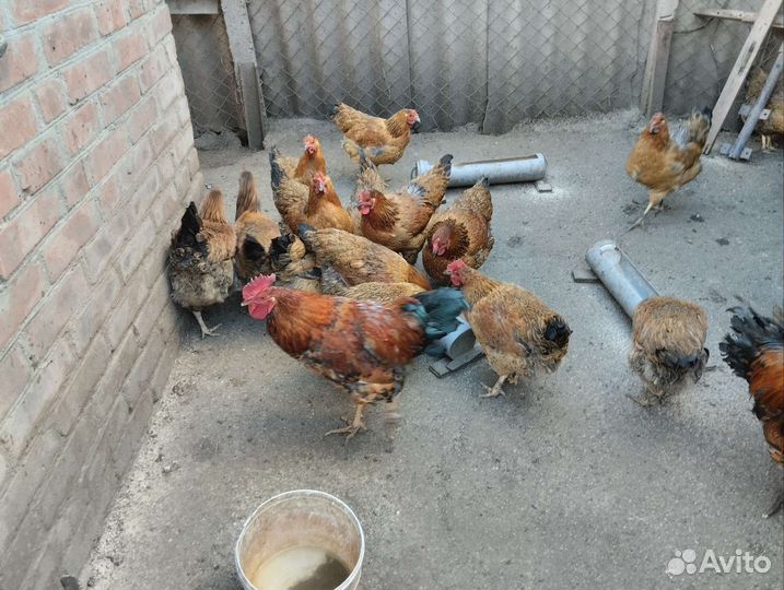 Инкубационное яйцо кучинская