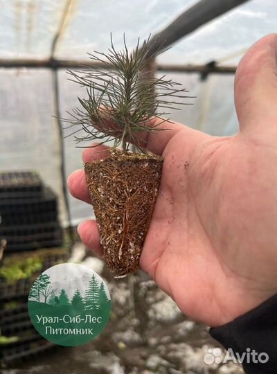 Сосна зкс окс сеянцы Ель Лиственница Голуб Горная