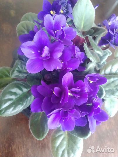 Комнатные цветы фиалки
