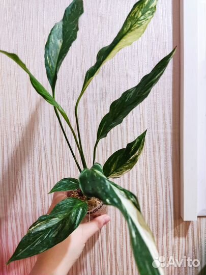 Спатифиллум Даймонд