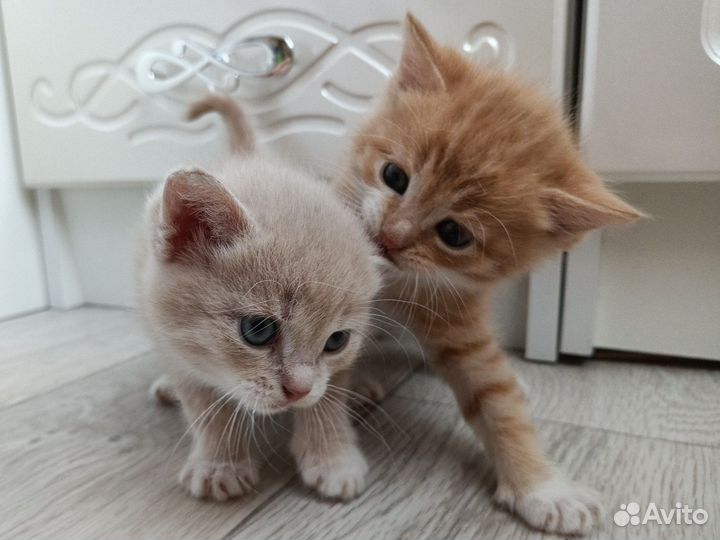 Котята в добрые руки бесплатно