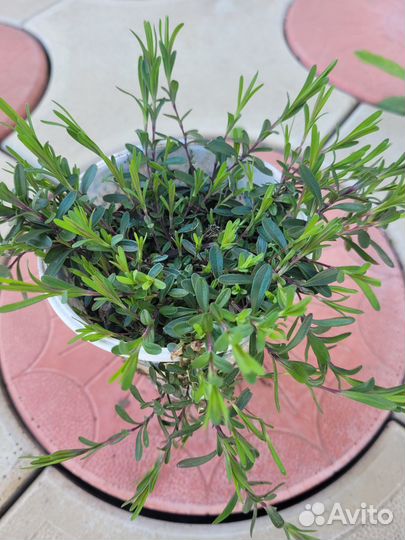 Почвопокровные растения