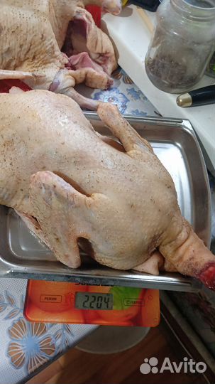 Утка домашняя мясо